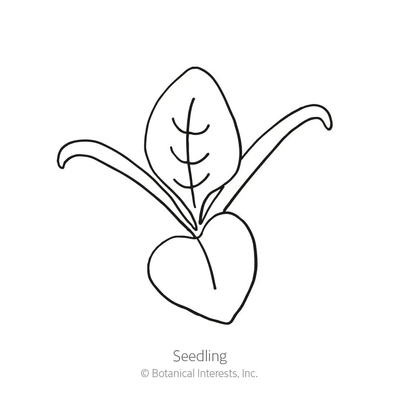 Bloomsdale Spinach Seeds