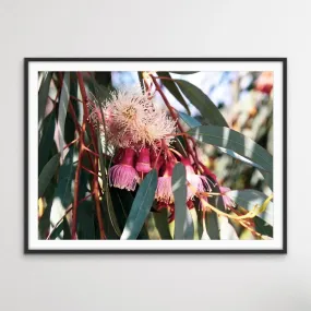 Blossom Days - Australian Nature Eucalyptus Flower Gum Tree Print - Nature Wall Art